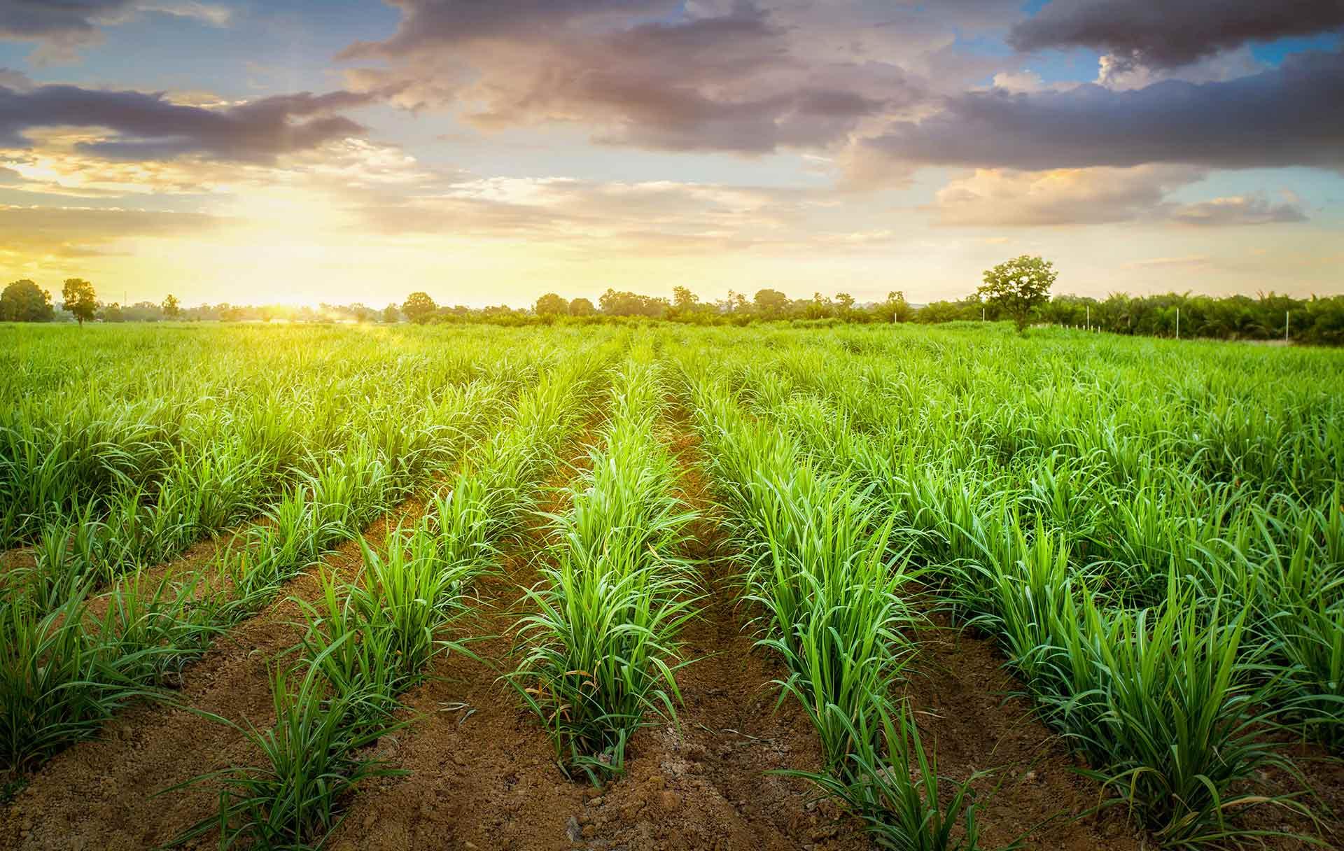 Sugarcane Field at Sunset